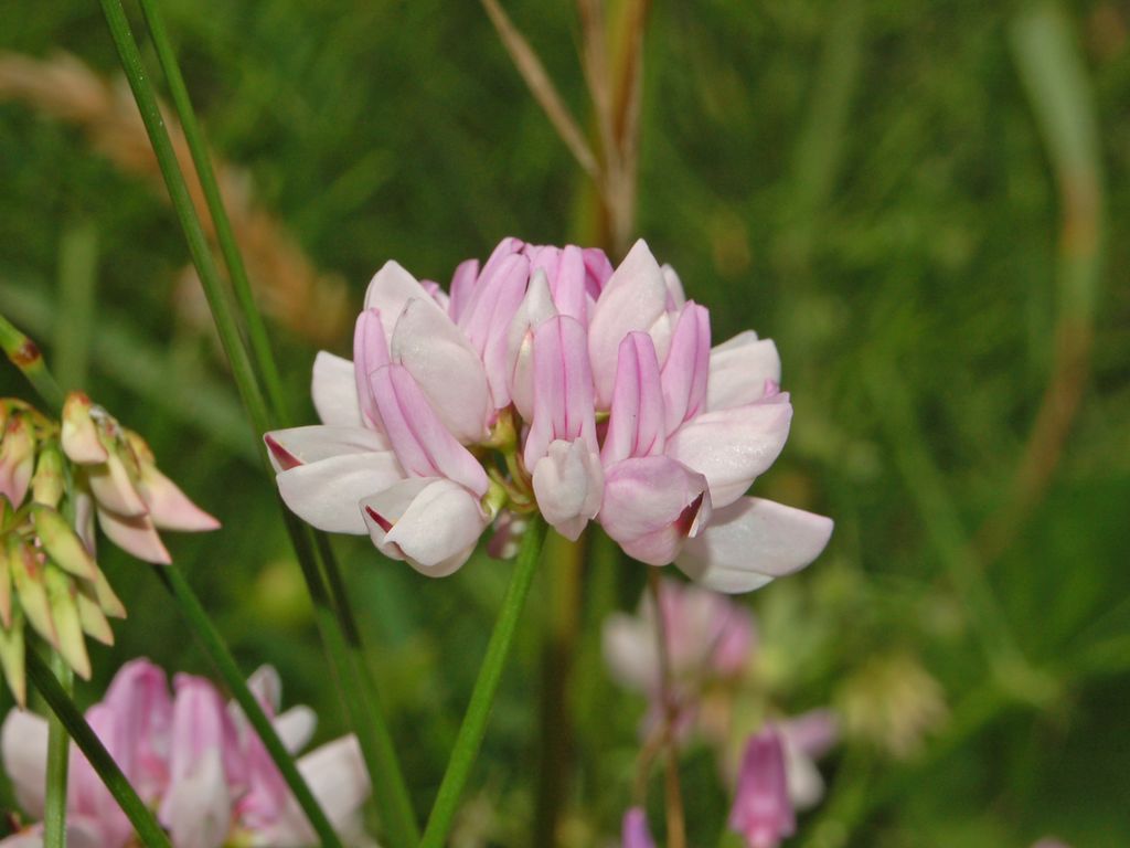Securigera varia / Cornetta ginestrina
